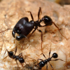 Trade or Sale ANTS (AZ) - last post by Phiedole_Dragonlord