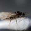 Help ID this queen; Italy, province of Cuneo, Frabosa Soprana 11/08/2023 - last post by Mr.Fish