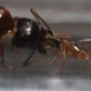 Sweets That Aphaenogaster spp. Will Accept - last post by noebl1