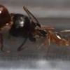 How/Where Do You Guys Hibernate Your Ants? - last post by noebl1