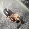 Strickys Formica Journal - last post by stricky_ants