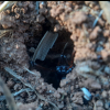 Antz_Straya's Australian Ants - last post by Antz_Straya