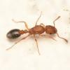 life expectancy/death rate of Pogonomyrmex Occidentalis? - last post by JesseTheAntKid