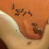 Camponotus Vicinus, The Discreets - last post by AsdinAnts