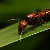 Picture timeline journal of a Myrmecocystus mexicanus colony - last post by GOCAMPONOTUS