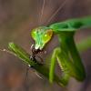 looking for very large colony of Myrmecocystus placodops 01 - last post by cokski