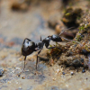 Camponotus fedtschenkoi Colony Journal - last post by Ants-Edinburgh