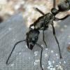 AntTx's Camponotus sansabeanus Journal - last post by AntsTx