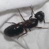 A Thorough Tutorial on Raising Parasitic and Slave Raiding Formica - last post by EdmontonAntKeeper