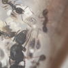 AnthonyP163's Parasitic Lasius Journal - last post by Zzz