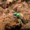 L.H's Ant Journal - last post by L.H