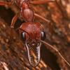 Heating for veromessor - last post by An-Ant