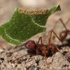Does Houston, Texas have any species of neivamyrmex and tips on finding them? - last post by Moldy_Leafcutter