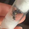 Trachymyrmex Septentrionalis leafcutter ants for sale very soon texas only. - last post by PuppyAnts