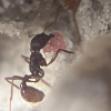 Necro-Antsy Colony - last post by Felix-tha-Ant