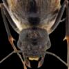 What is this strange vestigial wing-like structure/what does it herald? - last post by TheGeneralJacket